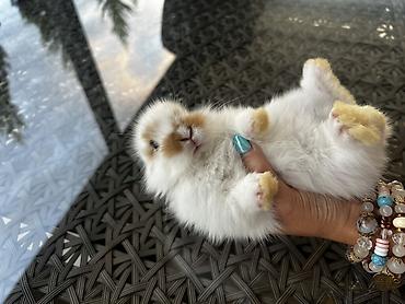 Dovşanlar: 1 aylıq balaca🐰 İki dovşan götürsəniz, bir-birlərinə yoldaş olarlar — 10