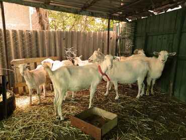 Козы, козлы: Продаю | Коза (самка) | Для разведения — 17