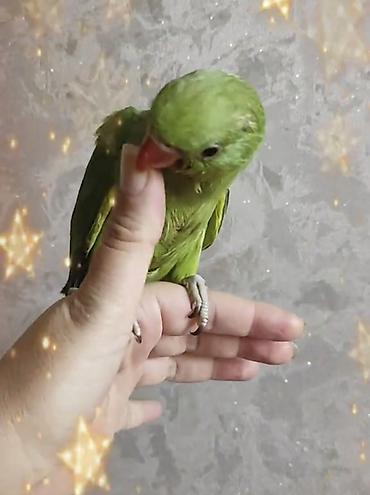 bulbul quşu satışı: Yeme teze teze duwur isdeyen telessin 6 deneden cemi 3 dene qaldi — 1