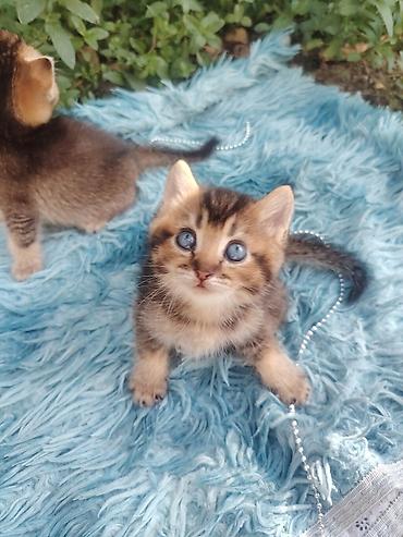 Животные: Золотая шиншилла, Самец, В добрые руки, Самовывоз — 2