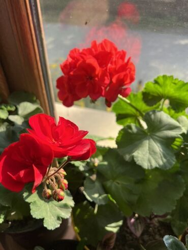 Otaq bitkiləri: Otaq və balkon üçün dekorativ bitkilər kolleksiyası - Qırmızı — 3