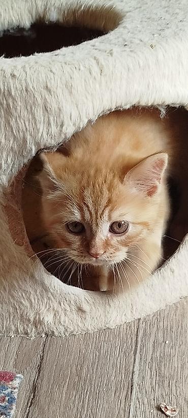 скотский рынок: Скотиш Страйт (Шотландская прямоухая), 6 месяцев, Мальчик, Рыжий, Приучена к лотку, Проглистована — 1