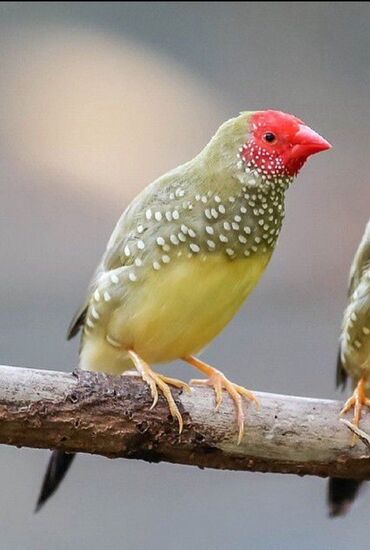 аксессуары для маленьких собак: Trasnikoviy amadin tək erkek 40 azn at lalafo.az аксессуары для маленьких собак: Trasnikoviy amadin tək erkek 40 azn