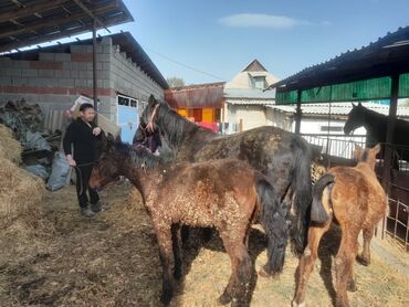 сколько стоит собака породы доберман: Продаю | Кобыла (самка), Жеребенок