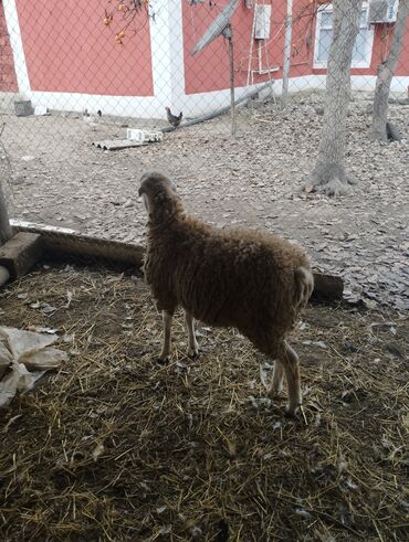 Qoyunlar, qoçlar: Hər ikisi cins quzlaridir iksdə dişdir 5-6 aylıq quzlardir qiyməti — 11