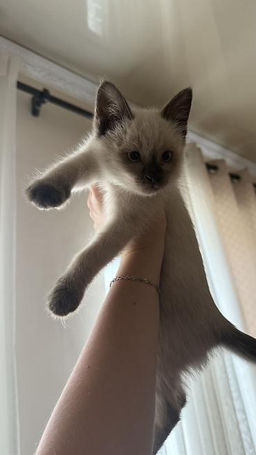 сколько стоит сиамский котёнок: Кошка даром: Сиамская, 2 месяца, Девочка, Приучена к лотку, Проглистована — 1
