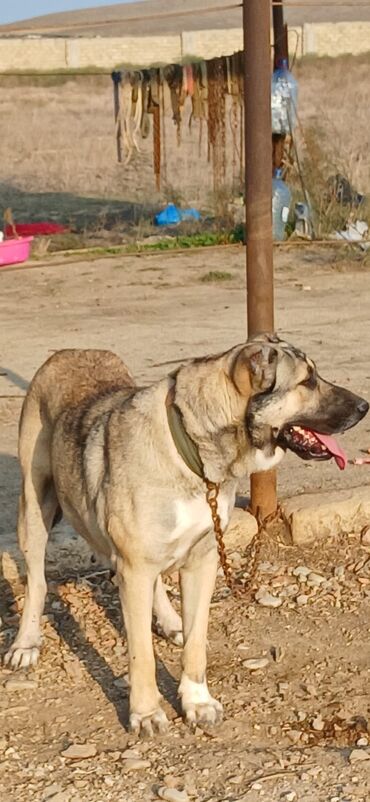 İtlər: Kanqal, 2 il, Dişi, Peyvəndli, Ödənişli çatdırılma — 3