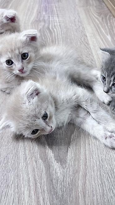 Кошки: Отдаю котят в Добрые Руки - 4-ро котят; - светлый кремовый окрас; — 3