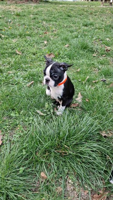 Psi: Na prodaju štenci rase BOSTON TERIJER, prekrasnih, zdravih roditelja na lalafo.rs — 11 Psi: Na prodaju štenci rase BOSTON TERIJER, prekrasnih, zdravih roditelja — 11