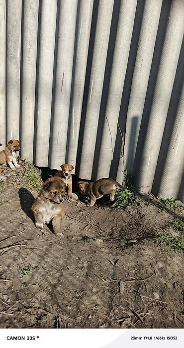 Отдам даром собаку: Отдам щенков Особенности: - шерсть плотная, короткая, легко — 8