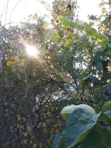 Torpaq sahələrinin satışı: 12 sot, Mülkiyyətçi, Kupça (Çıxarış) — 2