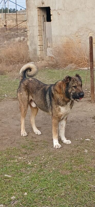 İtlər: Qurdbasar, 2 il, Erkek, Peyvəndli, Ödənişli çatdırılma — 14