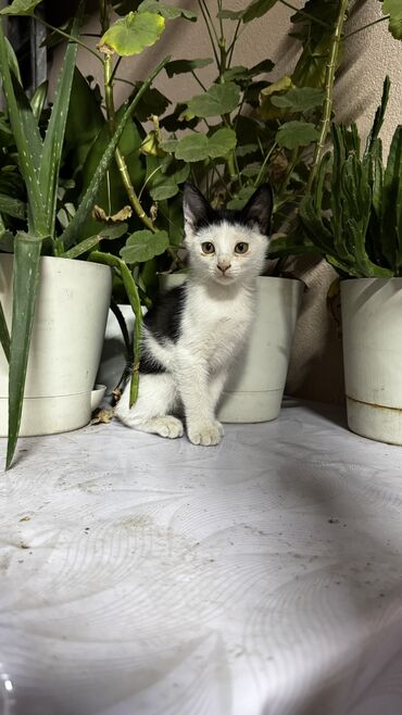 сколько стоят вислоухие котята: Кошка даром: Мейн-кун, Мальчик