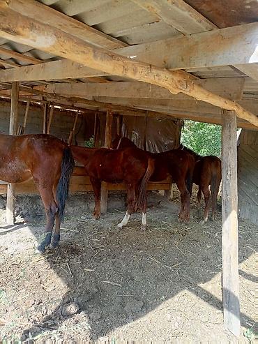 коня: Продаю | Кобыла (самка), Жеребец | На забой, Для разведения — 2