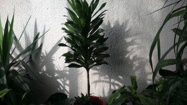 Ostale kućne biljke: Dracena Compacta, Drvo Života, 130 centimetara visina, dva stabla iz