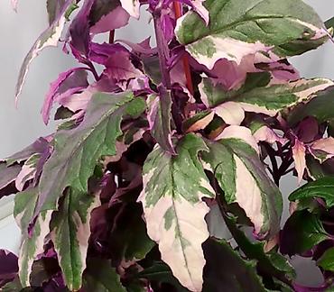 Otaq bitkiləri: Сциндапсус N-Joy — 19