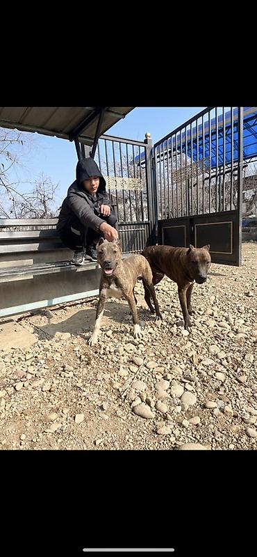 Продажа собак: Питбуль, 7 месяцев, Самец, С прививкой — 10