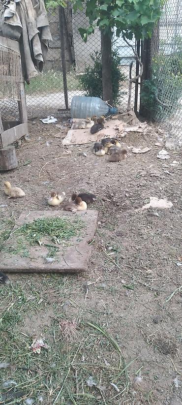 pekin ordəkləri: Muscovy ördək balaları (indooutka) – müxtəlif rənglərdə - Növ — 2
