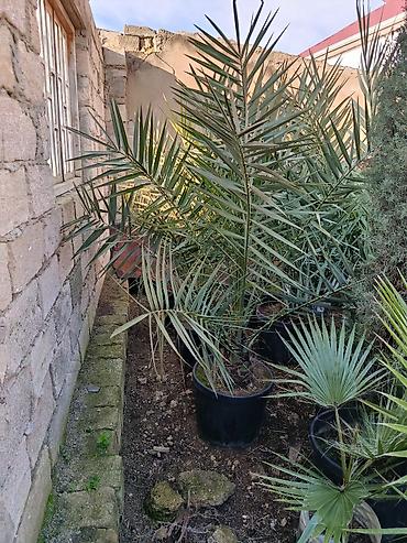 Деревья: Xurma (xurma xurması) və fan xurma (Washingtonia/Trachycarpus tipli) — 8