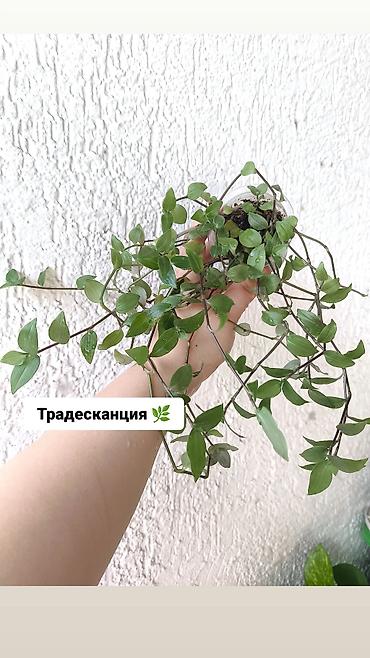 хойи: Продаю свои комнатные растения 🪴🌺! Цены разные 1) Укоренённый черенок — 2