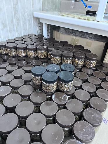 Мёд: Продаем мёд, белый Ат-Башинский, луговой, горный, разнотравье, мед с — 4