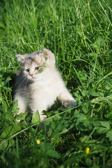 русская голубая кошка котята: Британская короткошёрстная, 3 месяца, Девочка, Серебристая шиншилла, С документами, Приучена к лотку