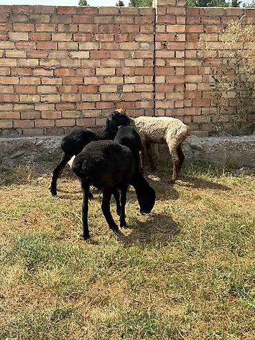 Баран, овца: Продаю | Ягненок | На забой at lalafo.kg — 1 Баран, овца: Продаю | Ягненок | На забой — 1