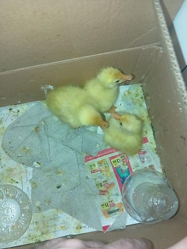 it ucun evler: Salam, qaz və ördək 🦆 balaları satılır, istəyənlər ancaq votsappa — 1