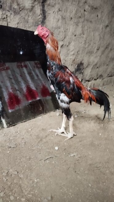 Toyuqlar: Toyuq, Damazlıq, Ödənişli çatdırılma — 7