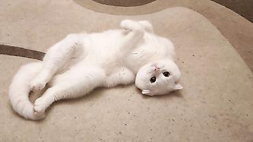 Кошки: Cütleşdirilir Erkek Scottish Fold 1 yaş 2 aylıqdı — 1