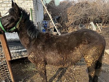 Лошади, кони: Продаю | Жеребенок | Кара Жорго | Для разведения — 9