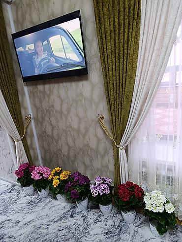 Декоративные цветы: Горшечные примулы (Primula) — декоративные комнатные растения с — 1