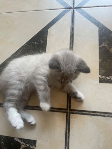 персидский кот: Уникальная порода. 2 месячный котенок. Самец. Голубые глаза. Цена