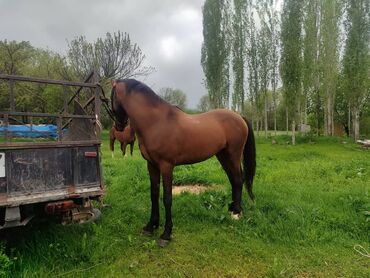 Лошади, кони: Продаю | Жеребец | Полукровка, Дончак | Конный спорт | Племенные