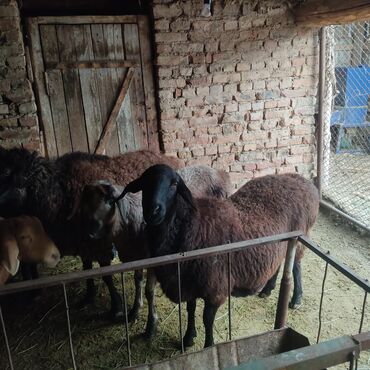 Бараны, овцы: Продаю | Овца (самка) — 7