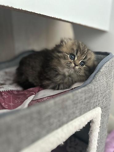 Кошки: Britan və Skottiş pişik balaları - Cins: British Shorthair (boz, qısa — 3