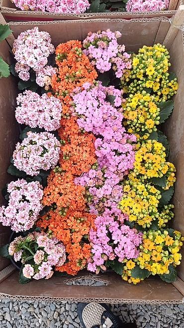 Другие комнатные растения: Комнатные крупномеры в кашпо Пересажен в горшках 1) Пахира — 73