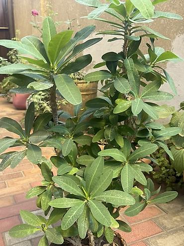 Молочаи: Эуфорбия миля (Euphorbia milii, «Молочай Миля») в горшке. - Крупный — 1