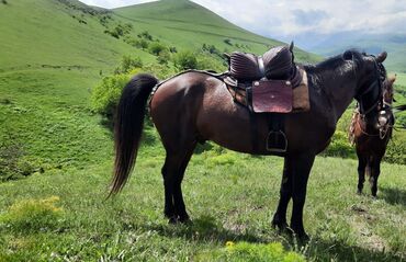 Yəhərlər: Qədimi Çərkəzi Yəhərlər—Qırmızı yəhər 1965ci il Qara yəhər isə 1968ci — 8