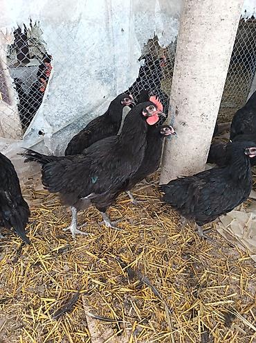 qarğa balası satılır: Salam. Temiz qan damazliq avstrolorp beceleri satilir. Mende olan sort — 7
