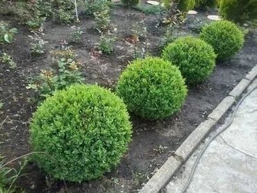 купить семена озимого ячменя: Саженцы деревьев
