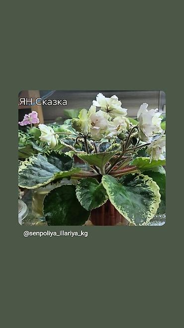 Фиалки и глоксинии: В продаже крупные детки и стартеры, взрослые сортовые фиалки, Отправка — 8