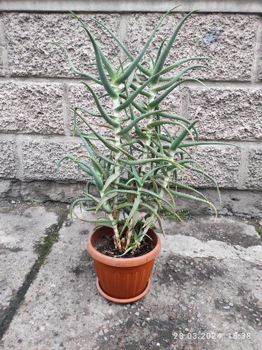 алоэ растение цена: Алоэ (высота 70 см, больше 3-х лет) цена 1500 сом