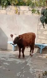 британская кошка цена в баку: Yerli erkək dana