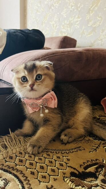 Pişiklər: Dişi — 5