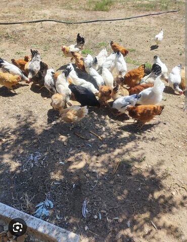 Balıqlar: Hövsan kend cuceleri yumurtaya elverişlidi cadırılmada var gelib