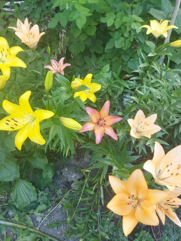 Садовые цветы и кустарники: Саженцы цветка — 15