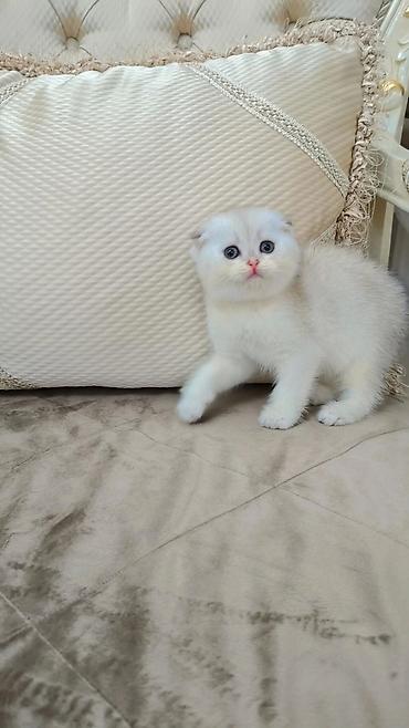 кошка джалал абад: Выставляется на продажу чистокровная шотландская девочка в окрасе — 1