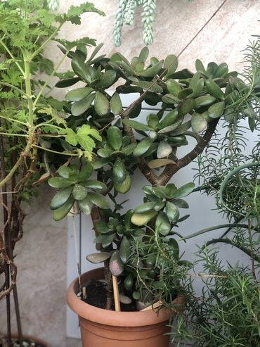 Otaq bitkiləri: Комнатные растения Крестовник — крупные и мини-растения Каменный — 18