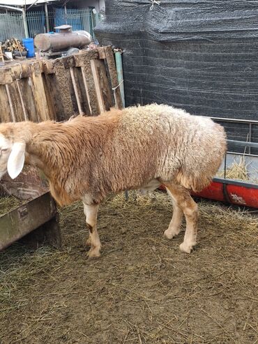 кошка мышык: Сатам | Кочкор (эркек) | Союуга, Көбөйтүү үчүн, Жүн үчүн | Асыл тукумдуу lalafo.kg да кошка мышык: Сатам | Кочкор (эркек) | Союуга, Көбөйтүү үчүн, Жүн үчүн | Асыл тукумдуу